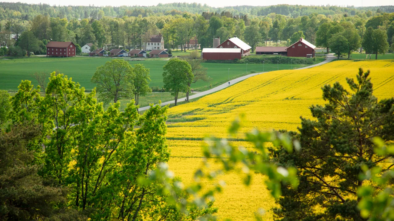 Ett fält med gula blommor och träd, med hus i bakgrunden.